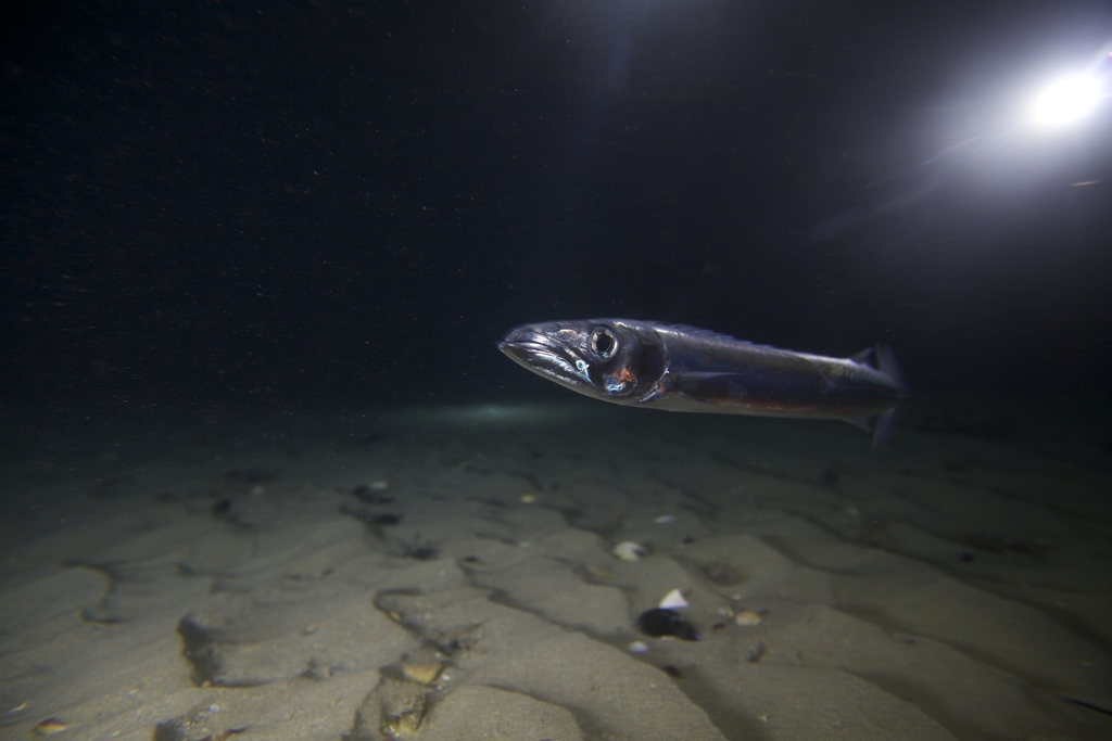 Barracouta (Thyrsites atun) — Gempylidae