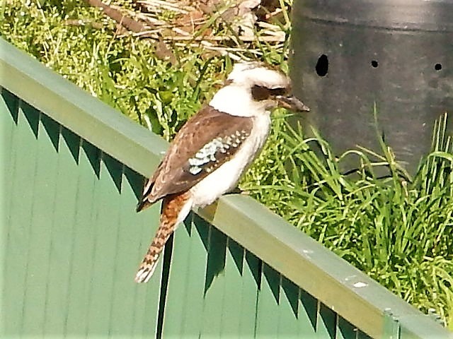 Laughing Kookaburra in September 2018 by James. Always see Kookaburras ...