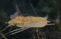 Aphelodoris varia