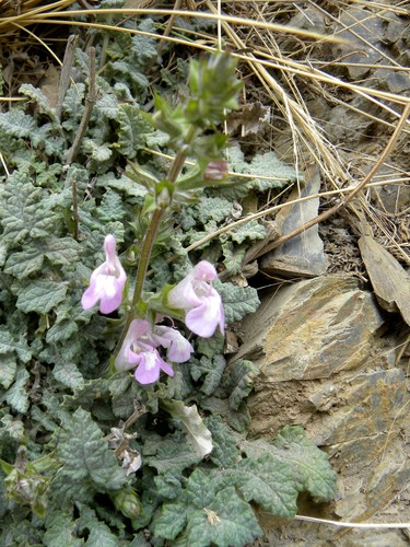 Salvia taraxacifolia image