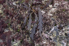 Stephanocystis