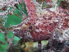 Cristiceps australis