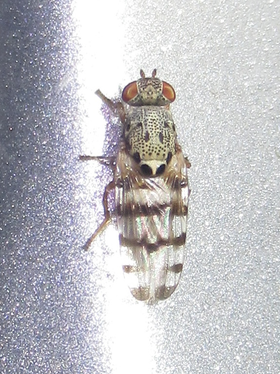Pseudotephritina