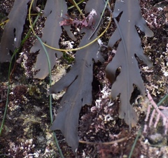 Stephanocystis