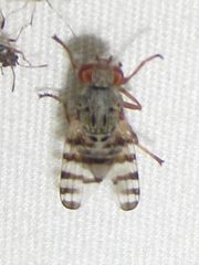 Pseudotephritina cribellum