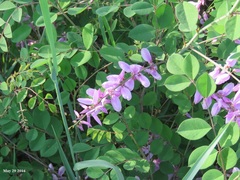 Indigofera kirilowii
