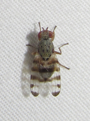 Pseudotephritina cribellum