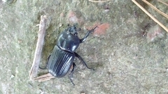 Archophileurus