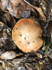 Suillus ponderosus