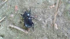 Archophileurus