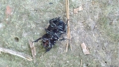 Archophileurus