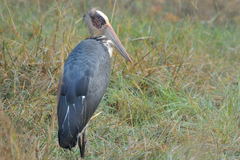 Leptoptilos javanicus