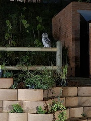 Bubo