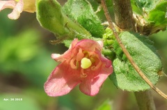 Weigela