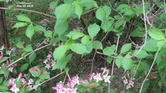 Weigela