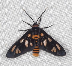 Amata humeralis