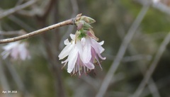Lonicera praeflorens