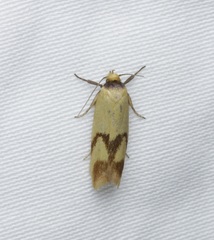Plectobela ecliptica