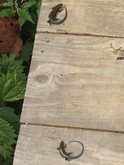 Plestiodon finitimus