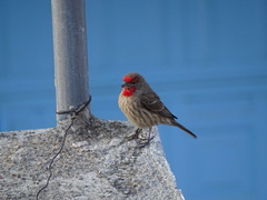 Haemorhous mexicanus