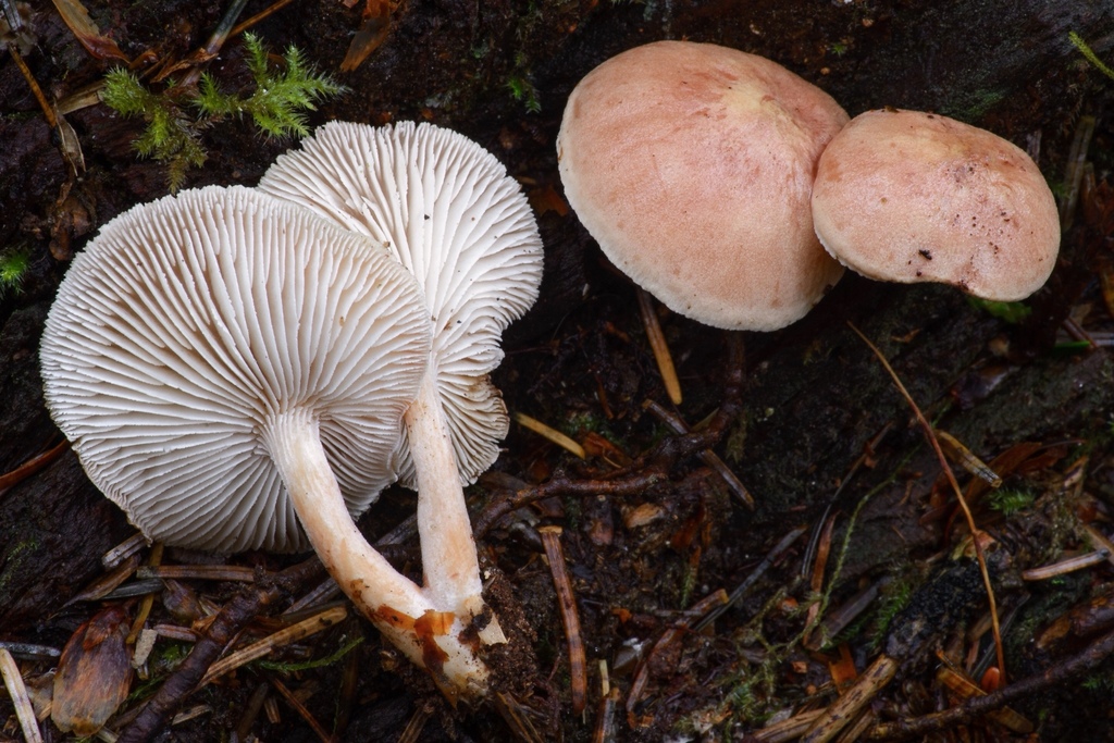 Neolentinus kauffmanii