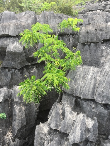 Zanthoxylum decaryi