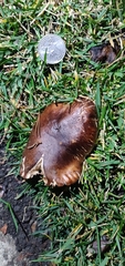 Tricholoma fracticum