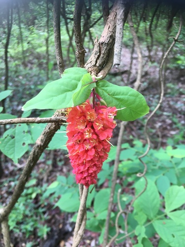 Combretum macrocalyx