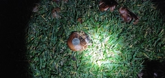 Tricholoma fracticum