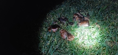 Tricholoma fracticum