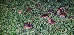 Tricholoma fracticum