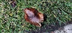 Tricholoma fracticum
