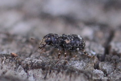 Goniocloeus bimaculatus