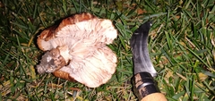 Tricholoma fracticum