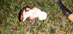 Tricholoma fracticum