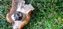Tricholoma fracticum