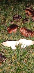 Tricholoma fracticum