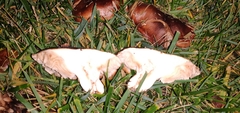 Tricholoma fracticum