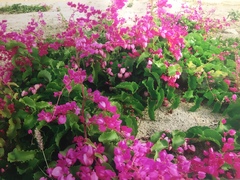Antigonon leptopus
