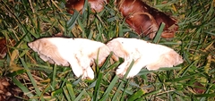 Tricholoma fracticum