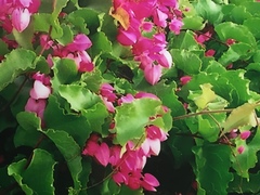 Antigonon leptopus