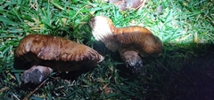 Tricholoma fracticum