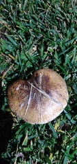 Suillus bellinii