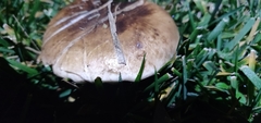 Suillus bellinii