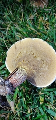 Suillus bellinii