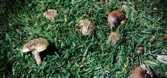 Suillus bellinii