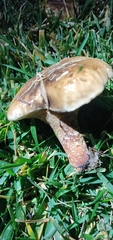 Suillus bellinii