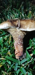 Suillus bellinii