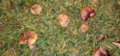 Suillus bellinii