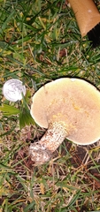 Suillus bellinii